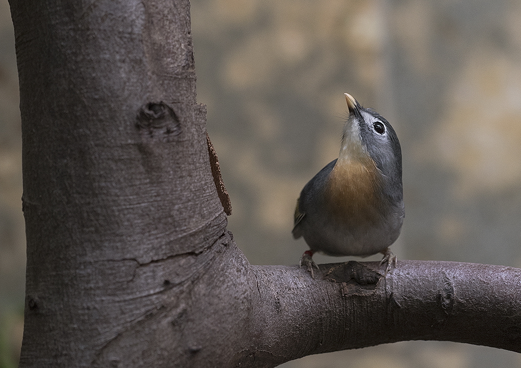 A 5 Wuppertal Zoo KA7_2782 als Smartobjekt-1 Kopie.jpg